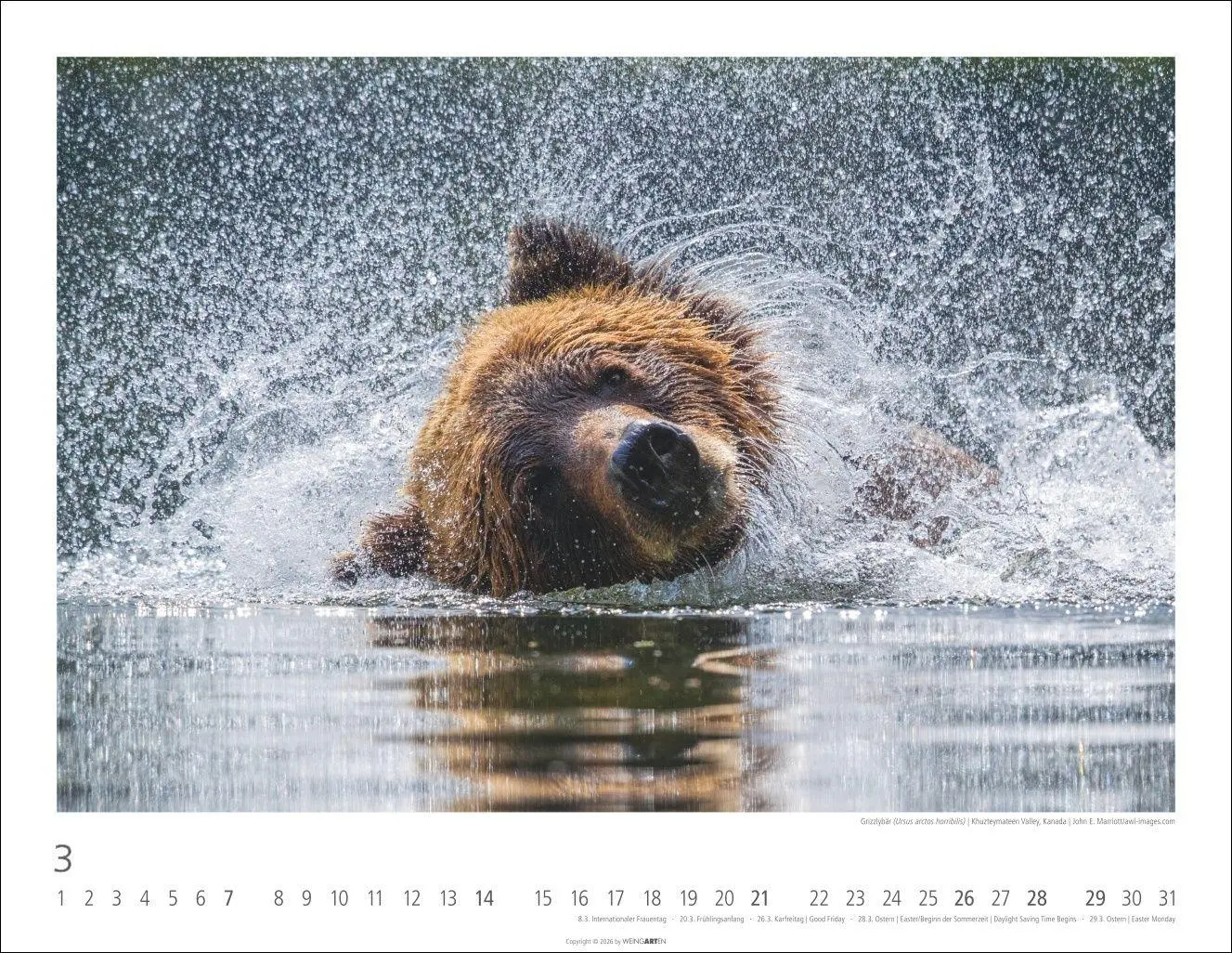 Bild: 9783839904282 | Bären Kalender 2027 | Kalender | Tierkalender Weingarten | 14 S.
