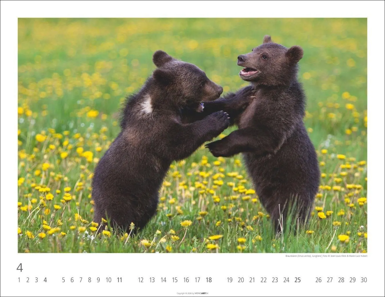 Bild: 9783839904282 | Bären Kalender 2027 | Kalender | Tierkalender Weingarten | 14 S.