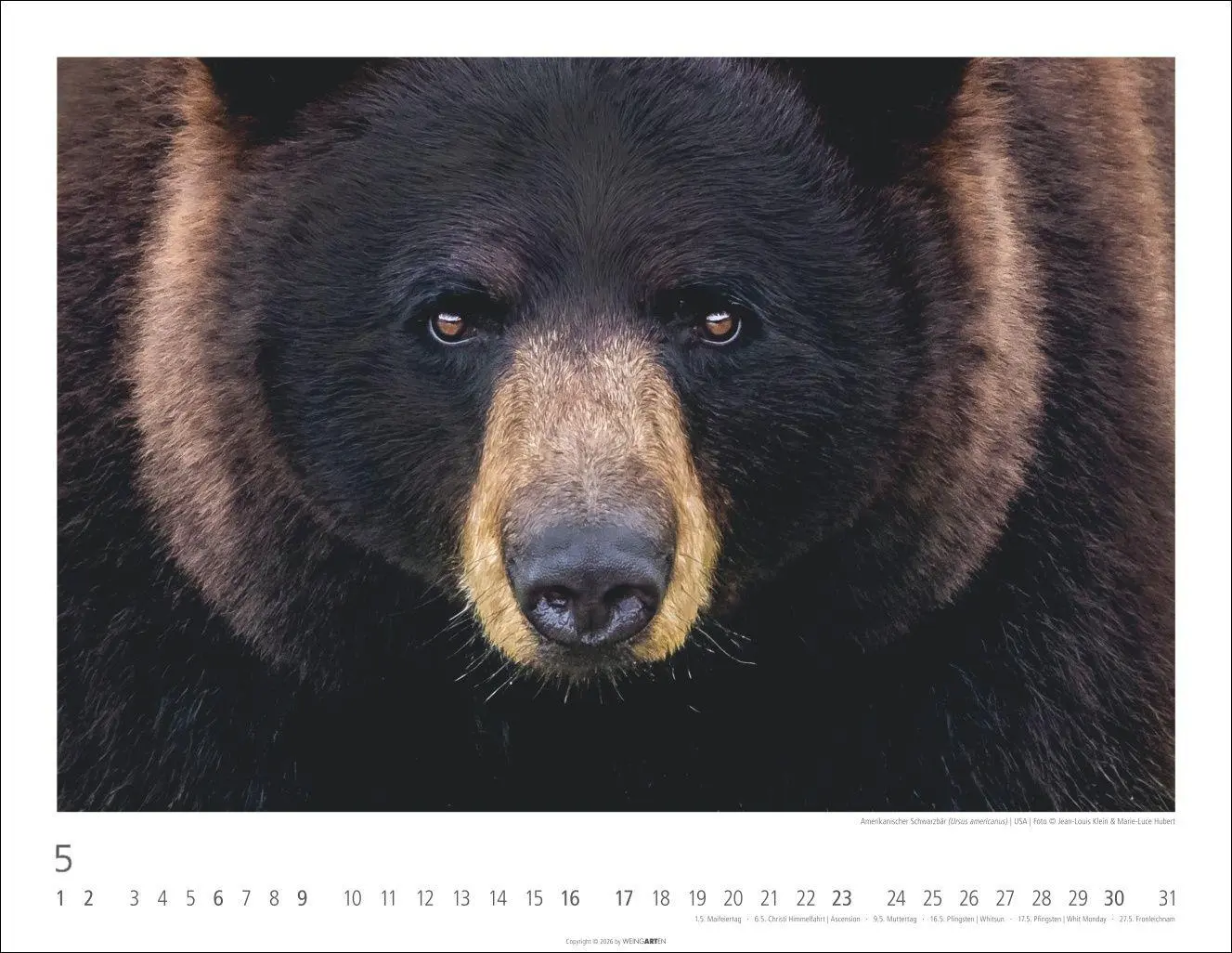 Bild: 9783839904282 | Bären Kalender 2027 | Kalender | Tierkalender Weingarten | 14 S.