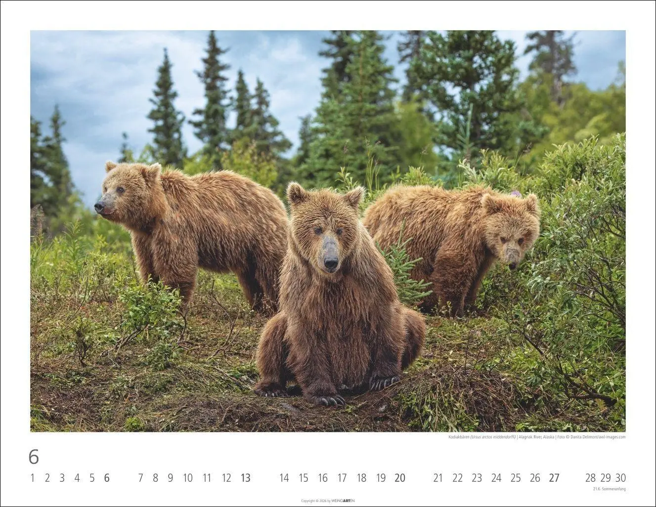 Bild: 9783839904282 | Bären Kalender 2027 | Kalender | Tierkalender Weingarten | 14 S.