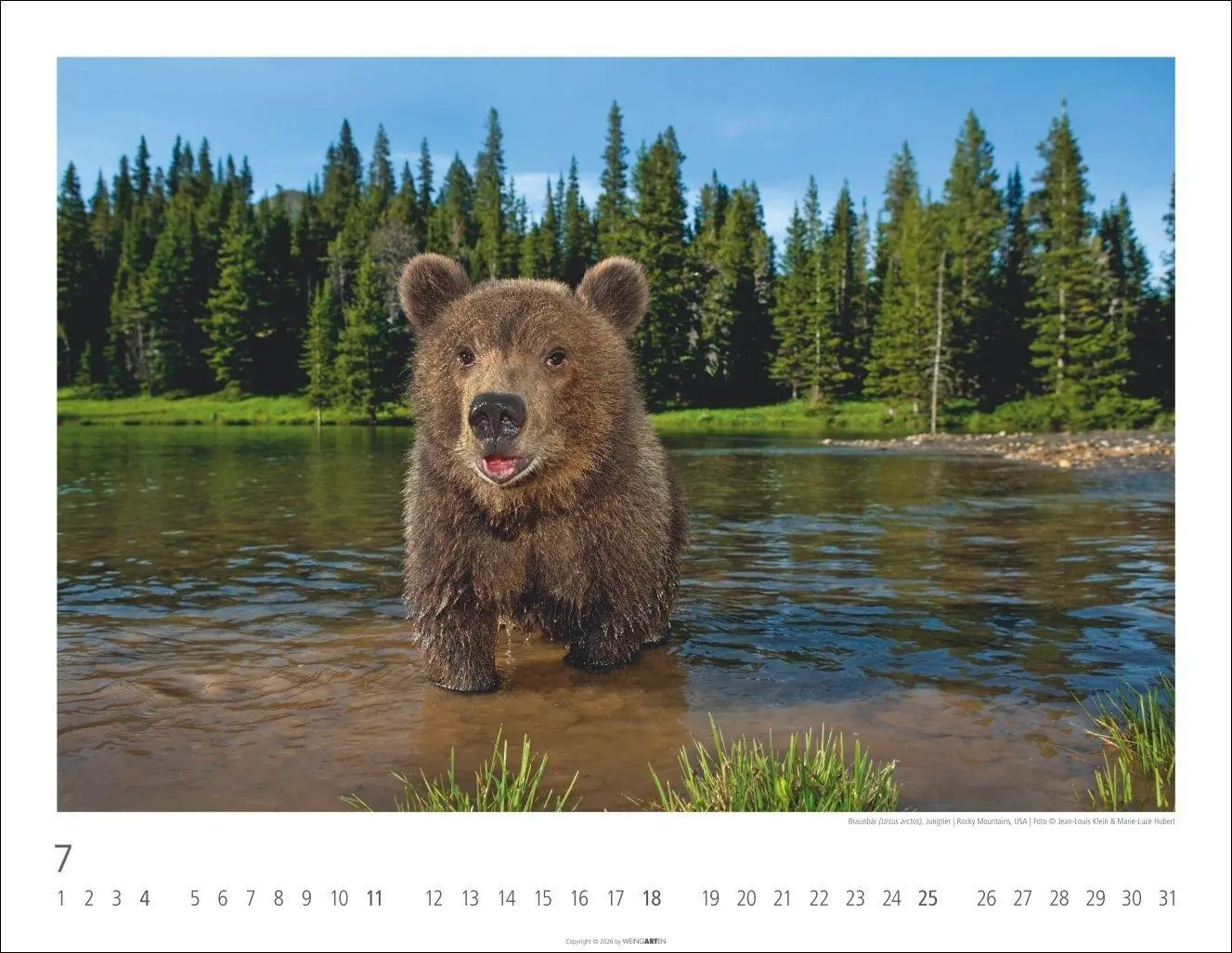 Bild: 9783839904282 | Bären Kalender 2027 | Kalender | Tierkalender Weingarten | 14 S.