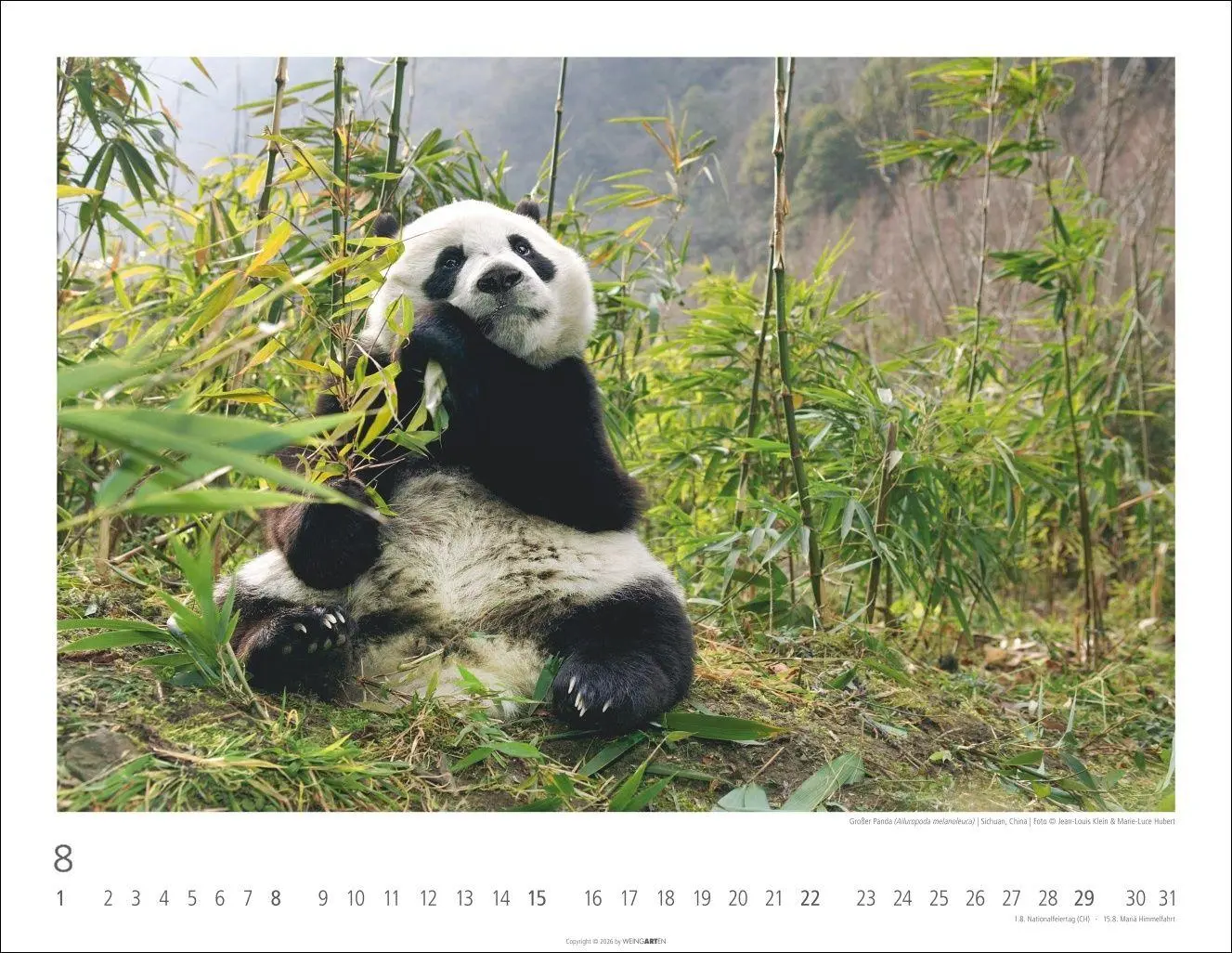 Bild: 9783839904282 | Bären Kalender 2027 | Kalender | Tierkalender Weingarten | 14 S.