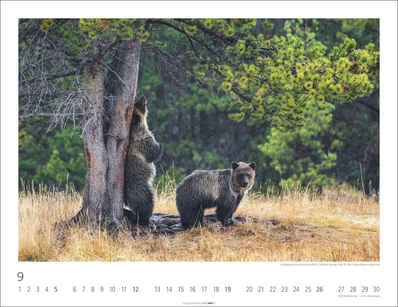 Bild: 9783839904282 | Bären Kalender 2027 | Kalender | Tierkalender Weingarten | 14 S.