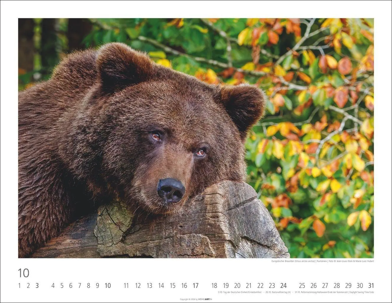 Bild: 9783839904282 | Bären Kalender 2027 | Kalender | Tierkalender Weingarten | 14 S.