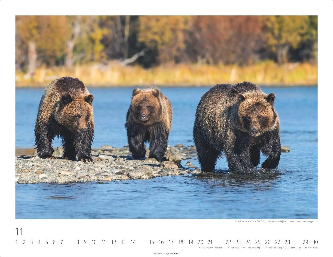 Bild: 9783839904282 | Bären Kalender 2027 | Kalender | Tierkalender Weingarten | 14 S.