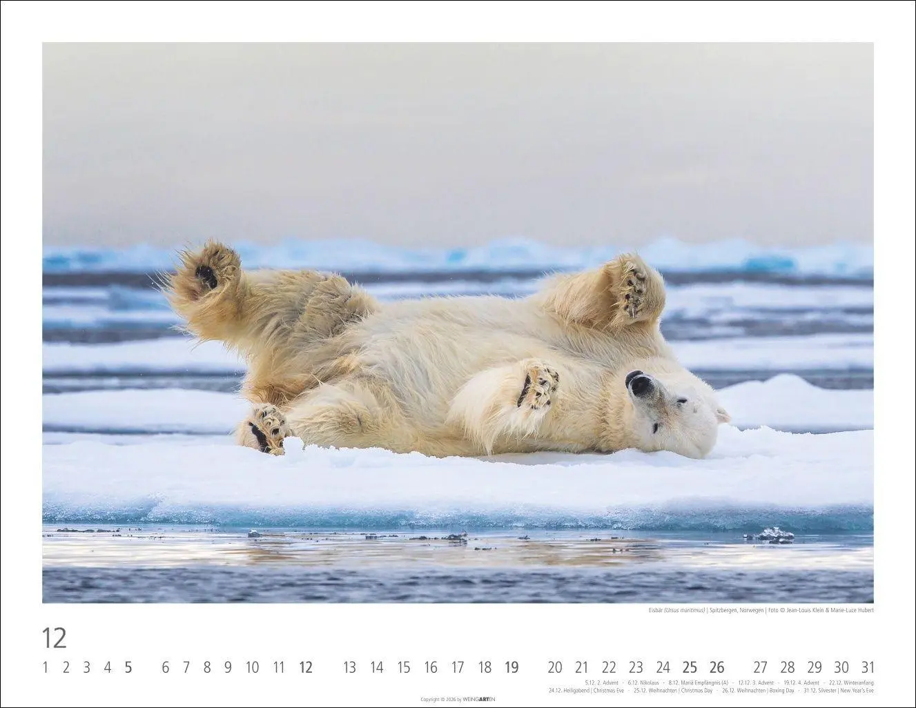 Bild: 9783839904282 | Bären Kalender 2027 | Kalender | Tierkalender Weingarten | 14 S.