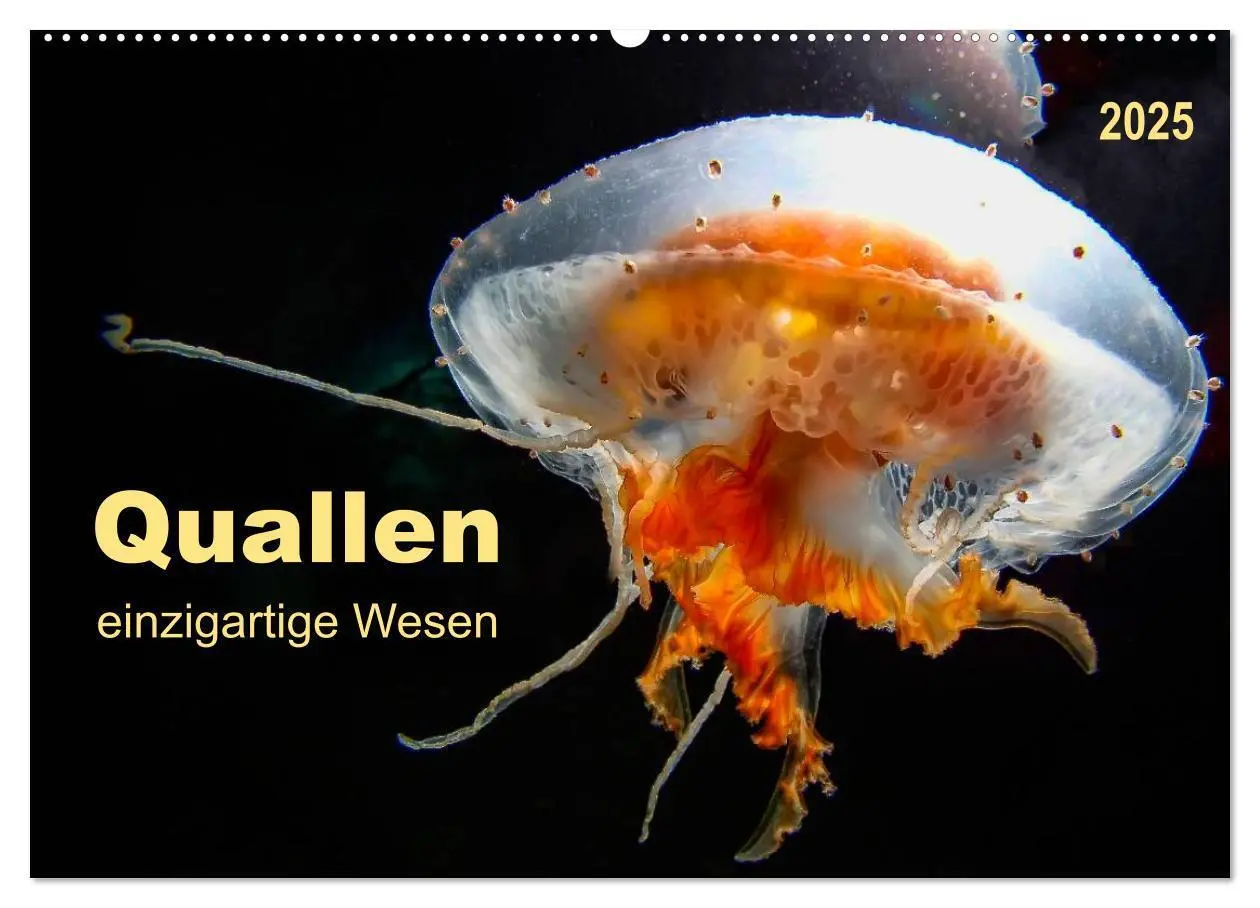 Cover: 9783435584482 | Quallen - einzigartige Wesen (Wandkalender 2025 DIN A2 quer),...
