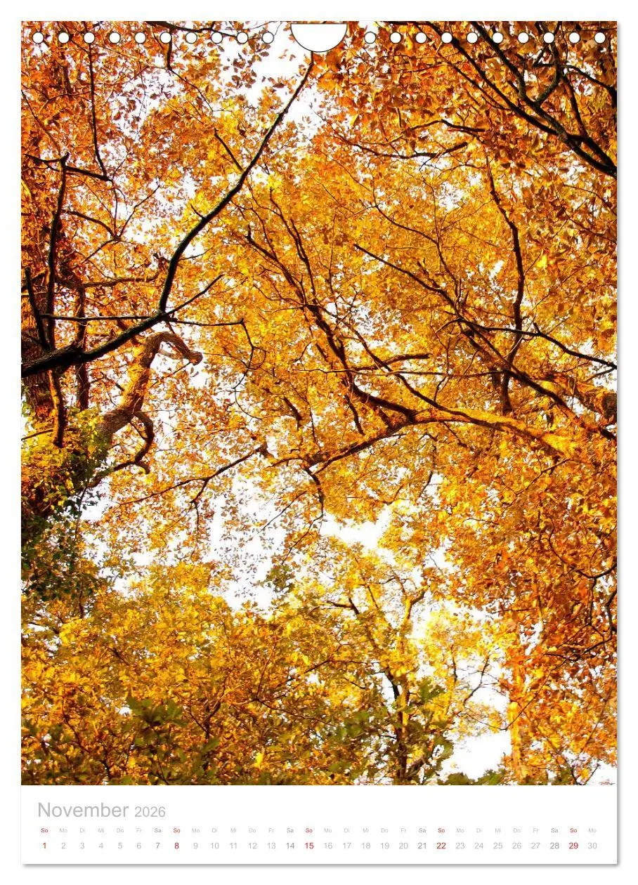 Bild: 9783516454482 | Blick nach oben (Wandkalender 2026 DIN A4 hoch), CALVENDO...