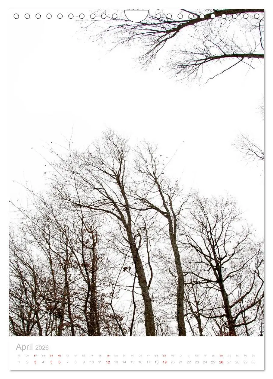 Bild: 9783516454482 | Blick nach oben (Wandkalender 2026 DIN A4 hoch), CALVENDO...