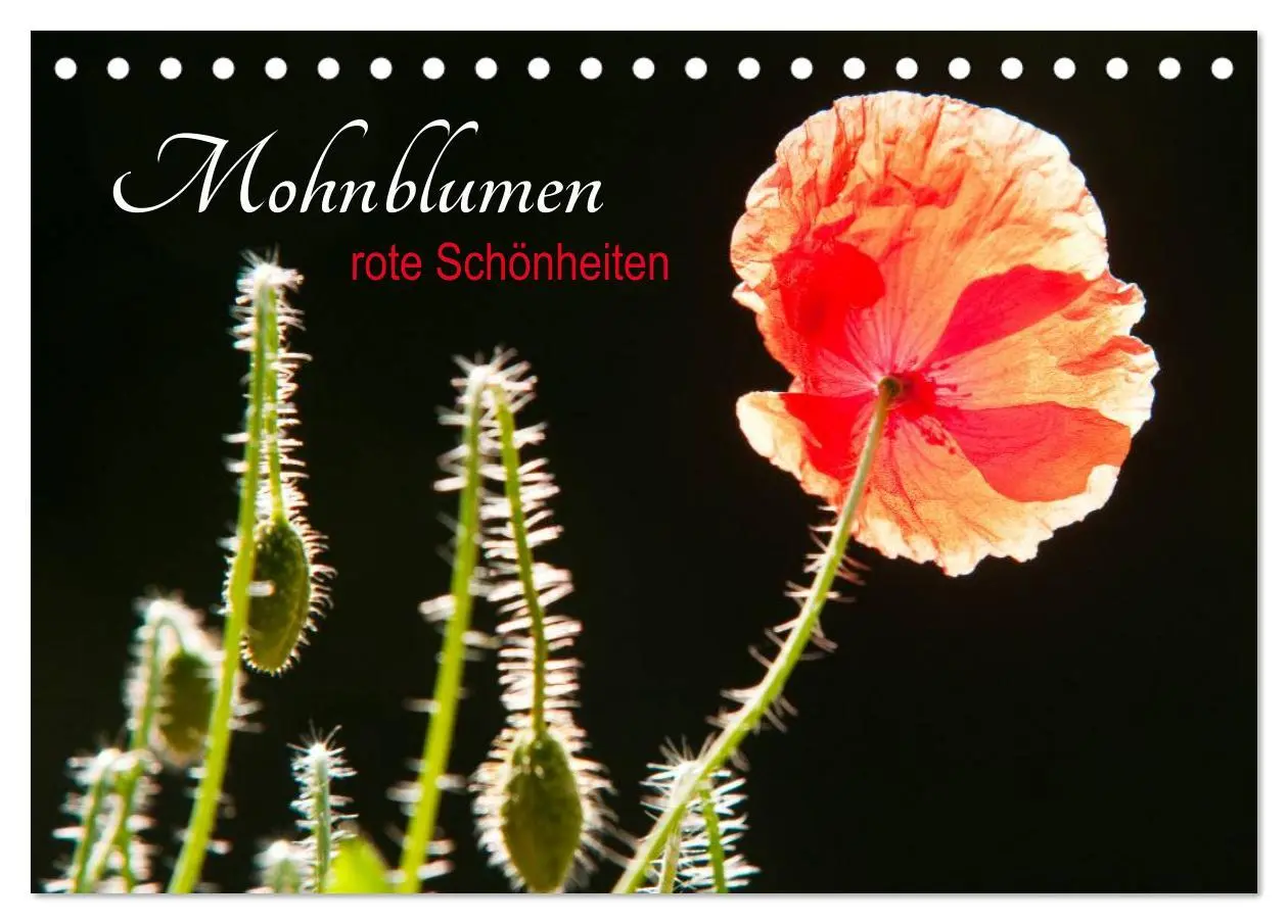 Cover: 9783457974582 | Mohnblumen - rote Schönheiten (Tischkalender 2026 DIN A5 quer),...