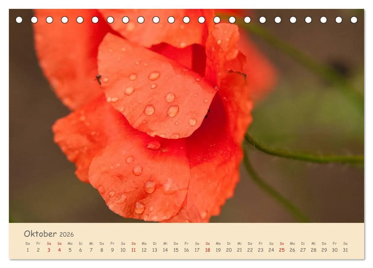 Bild: 9783457974582 | Mohnblumen - rote Schönheiten (Tischkalender 2026 DIN A5 quer),...