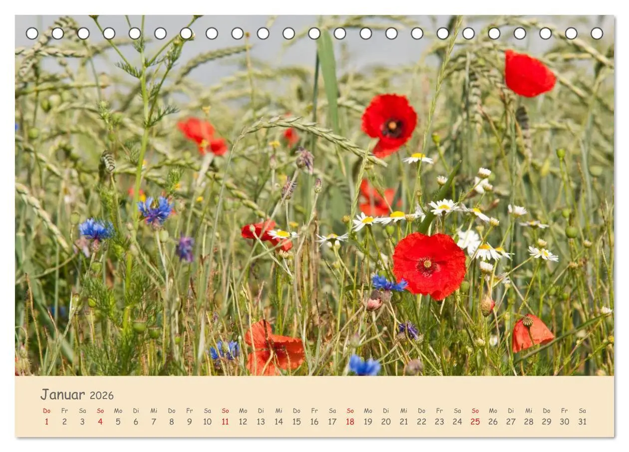 Bild: 9783457974582 | Mohnblumen - rote Schönheiten (Tischkalender 2026 DIN A5 quer),...
