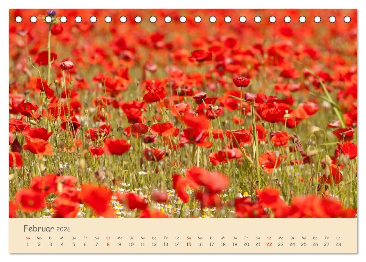Bild: 9783457974582 | Mohnblumen - rote Schönheiten (Tischkalender 2026 DIN A5 quer),...