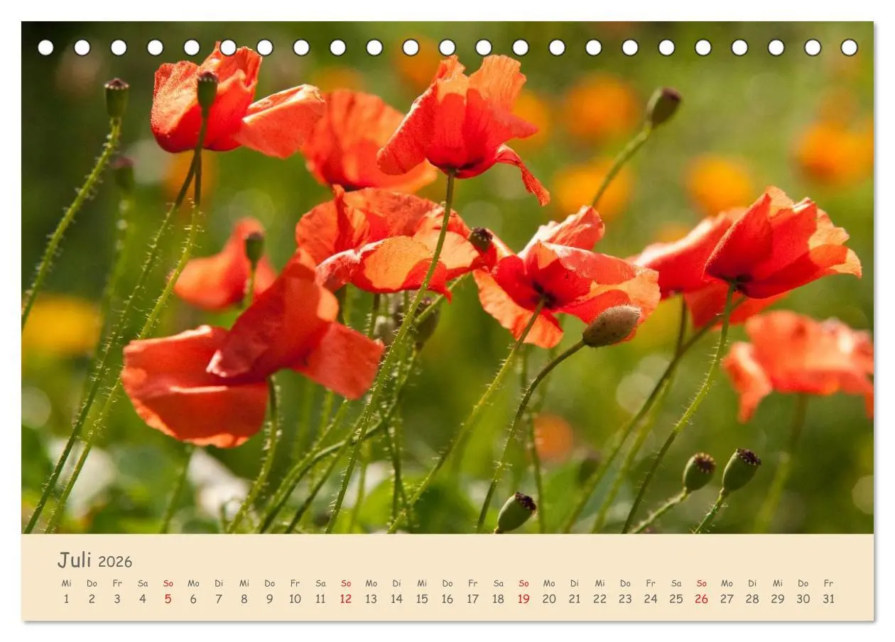 Bild: 9783457974582 | Mohnblumen - rote Schönheiten (Tischkalender 2026 DIN A5 quer),...