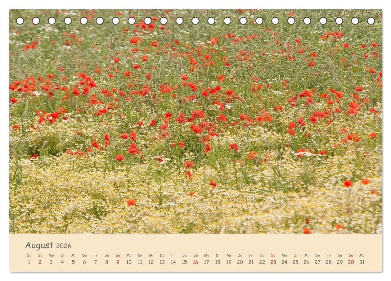 Bild: 9783457974582 | Mohnblumen - rote Schönheiten (Tischkalender 2026 DIN A5 quer),...