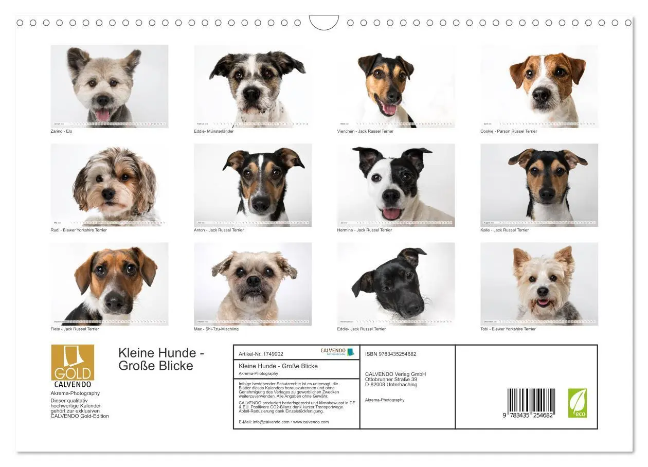 Bild: 9783435254682 | Kleine Hunde - Große Blicke (Wandkalender 2025 DIN A3 quer),...