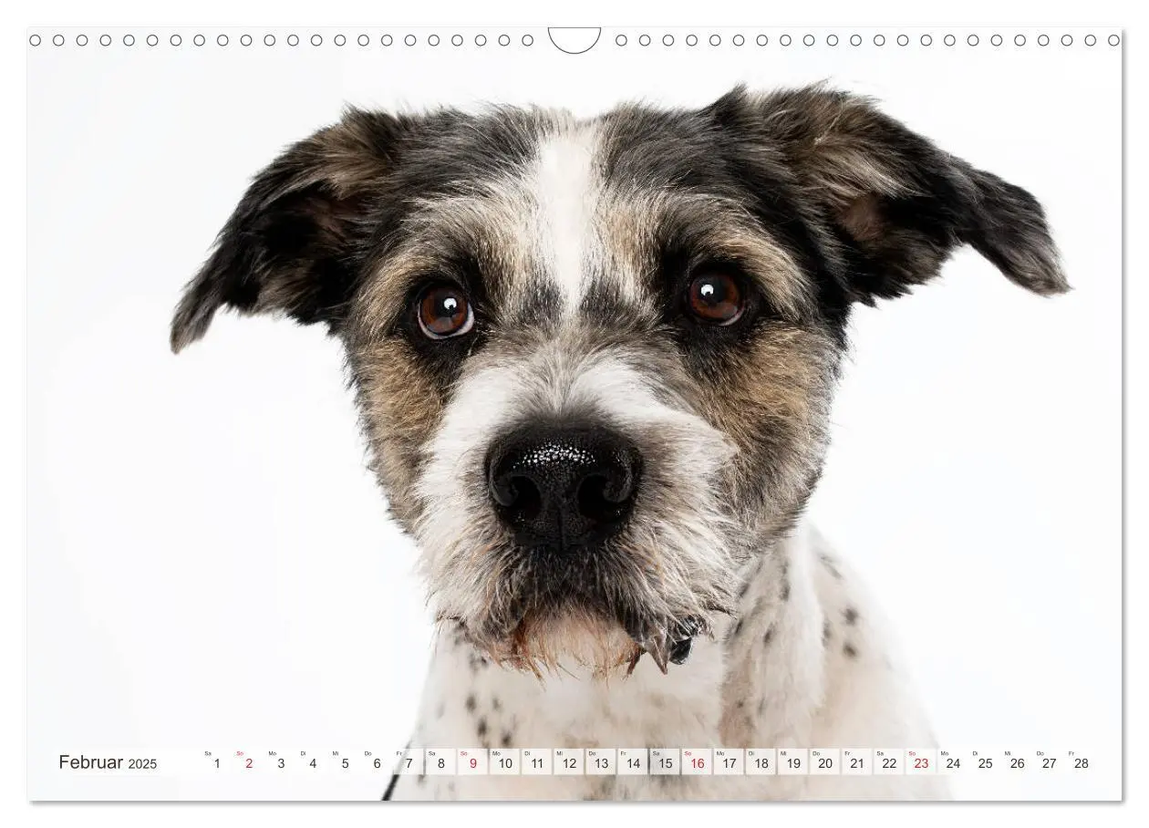 Bild: 9783435254682 | Kleine Hunde - Große Blicke (Wandkalender 2025 DIN A3 quer),...
