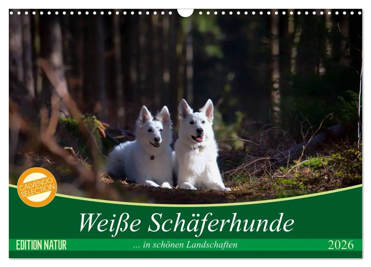 Cover: 9783457884782 | Weiße Schäferhunde in schönen Landschaften (Wandkalender 2026 DIN...