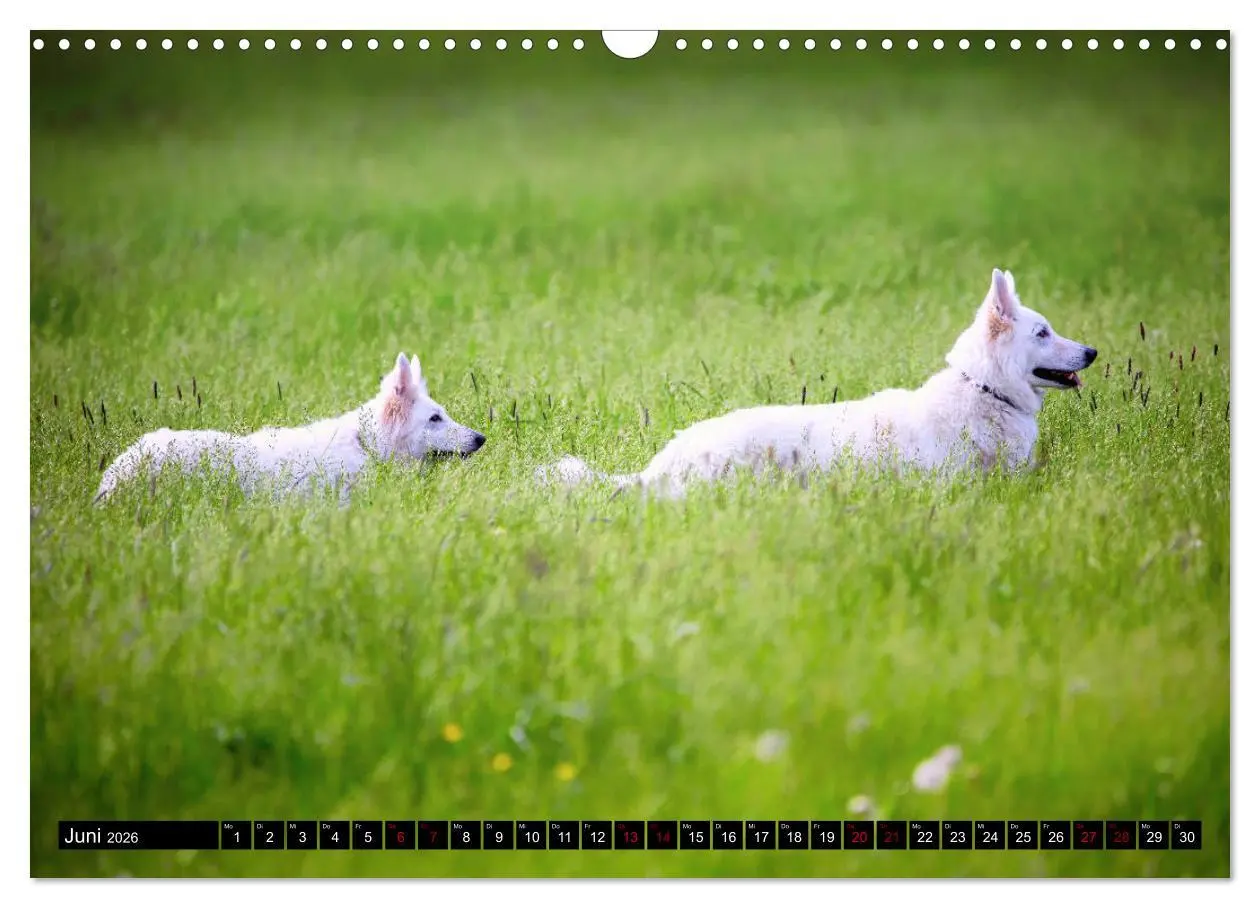 Bild: 9783457884782 | Weiße Schäferhunde in schönen Landschaften (Wandkalender 2026 DIN...
