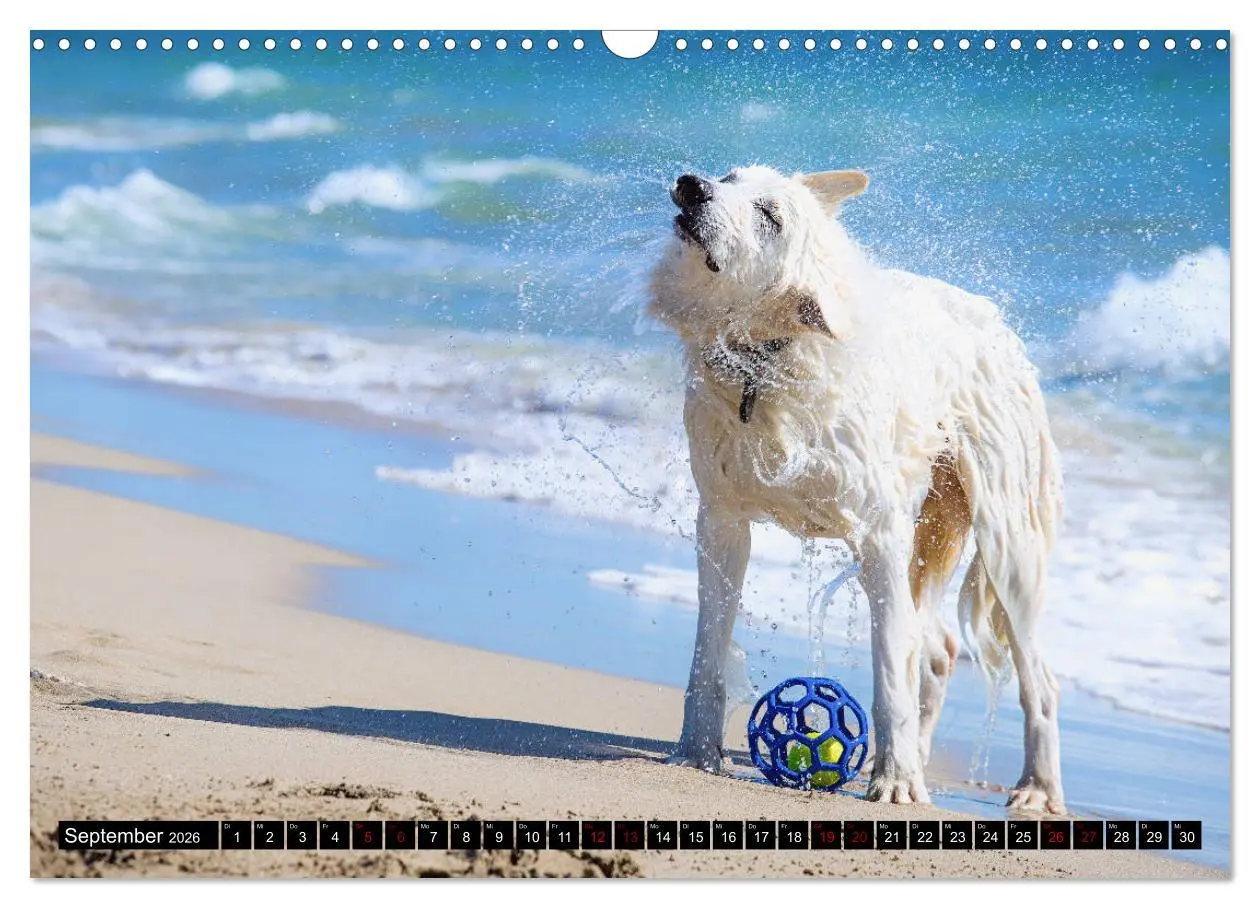 Bild: 9783457884782 | Weiße Schäferhunde in schönen Landschaften (Wandkalender 2026 DIN...