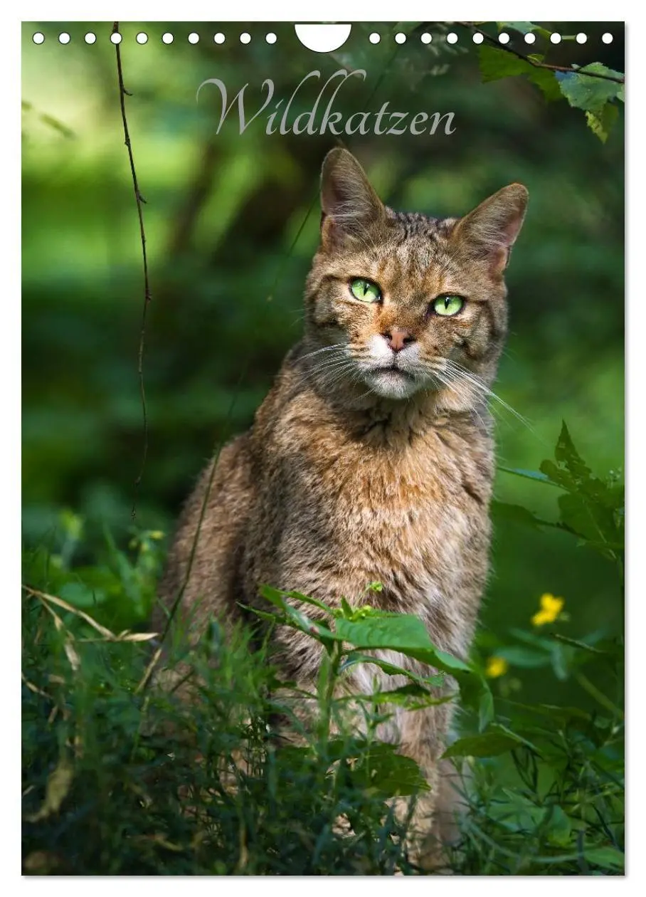 Cover: 9783516424782 | Wildkatzen - scheue Jäger (Wandkalender 2026 DIN A4 hoch), CALVENDO...