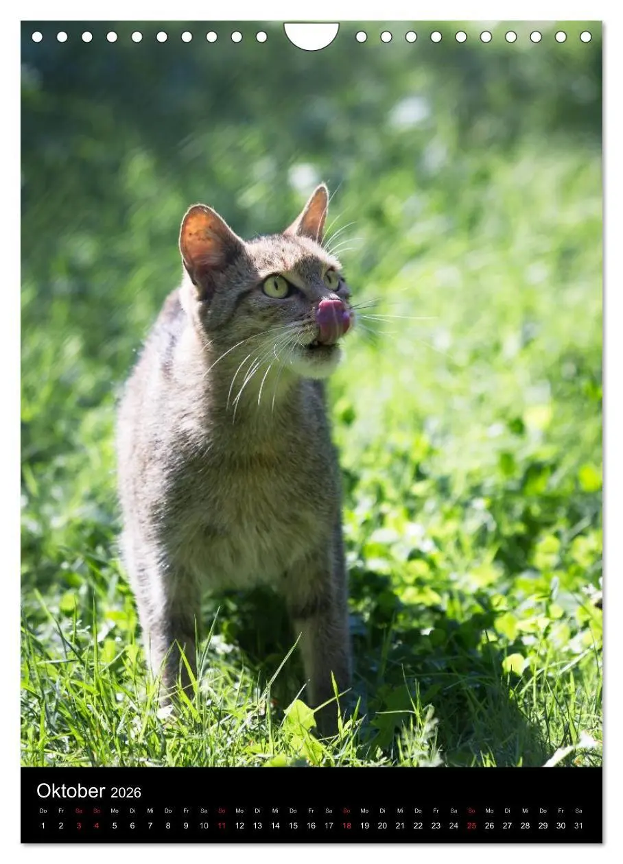 Bild: 9783516424782 | Wildkatzen - scheue Jäger (Wandkalender 2026 DIN A4 hoch), CALVENDO...