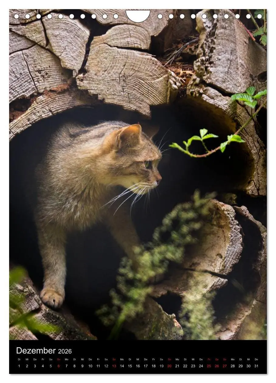 Bild: 9783516424782 | Wildkatzen - scheue Jäger (Wandkalender 2026 DIN A4 hoch), CALVENDO...