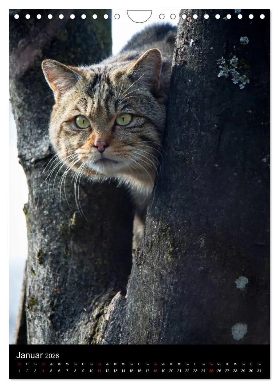 Bild: 9783516424782 | Wildkatzen - scheue Jäger (Wandkalender 2026 DIN A4 hoch), CALVENDO...