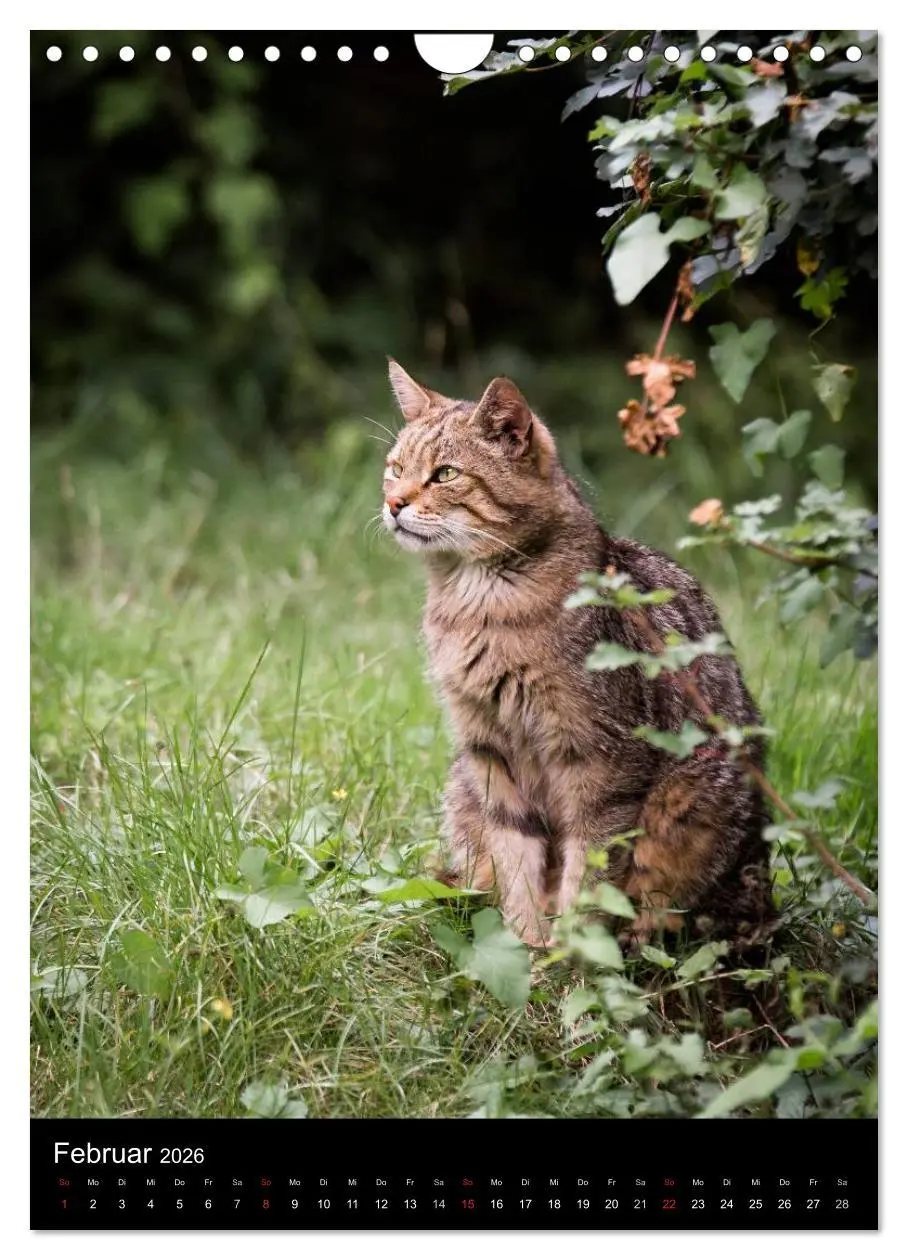 Bild: 9783516424782 | Wildkatzen - scheue Jäger (Wandkalender 2026 DIN A4 hoch), CALVENDO...
