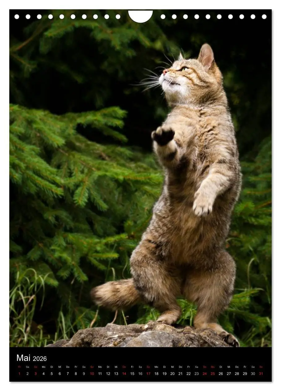 Bild: 9783516424782 | Wildkatzen - scheue Jäger (Wandkalender 2026 DIN A4 hoch), CALVENDO...