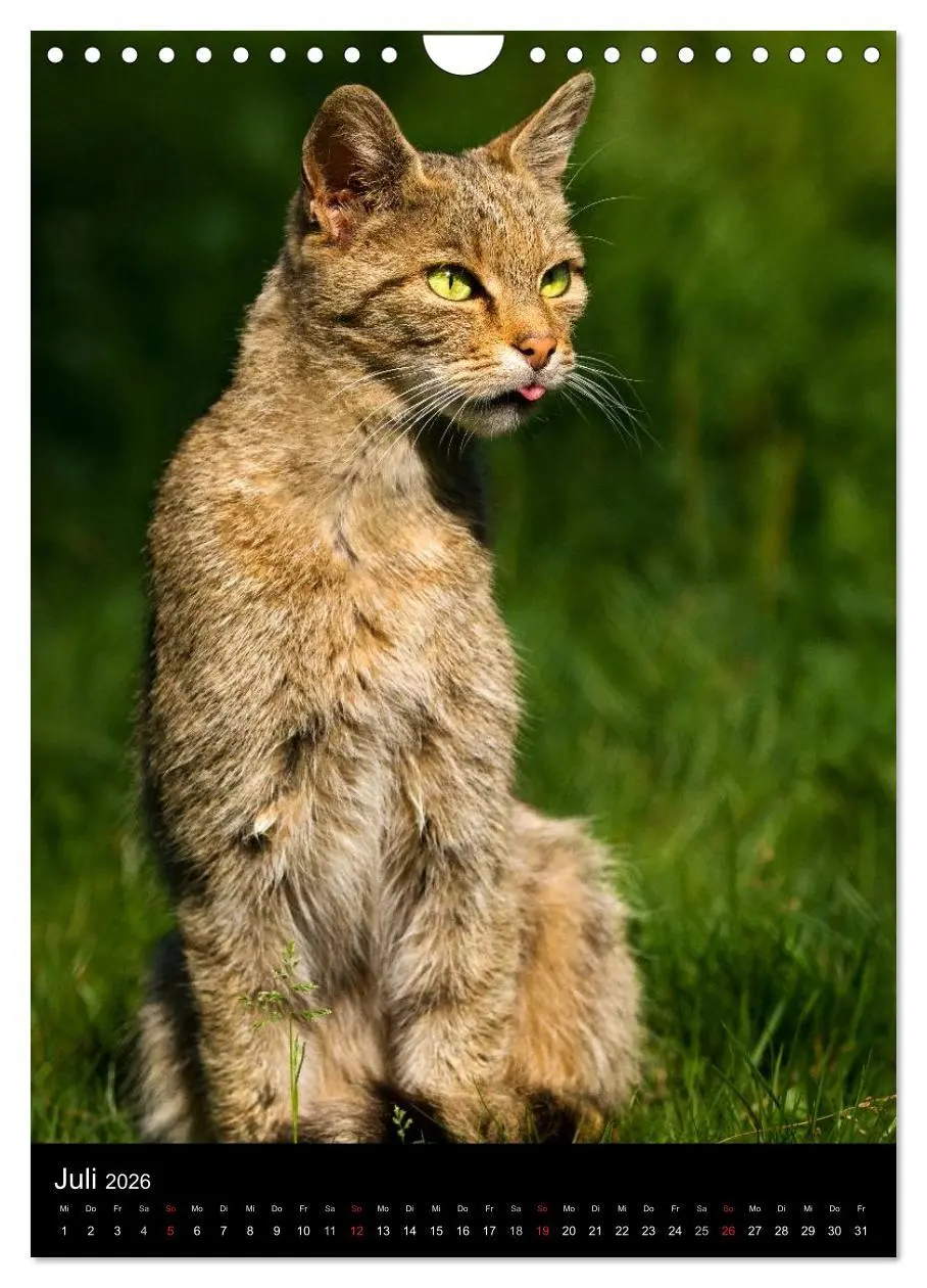 Bild: 9783516424782 | Wildkatzen - scheue Jäger (Wandkalender 2026 DIN A4 hoch), CALVENDO...