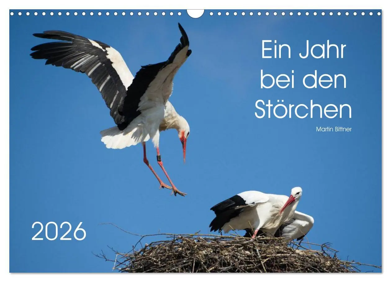 Cover: 9783457995082 | Ein Jahr bei den Störchen (Wandkalender 2026 DIN A3 quer), CALVENDO...