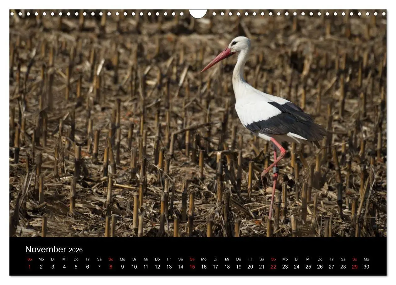 Bild: 9783457995082 | Ein Jahr bei den Störchen (Wandkalender 2026 DIN A3 quer), CALVENDO...