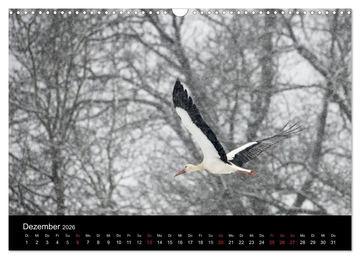 Bild: 9783457995082 | Ein Jahr bei den Störchen (Wandkalender 2026 DIN A3 quer), CALVENDO...