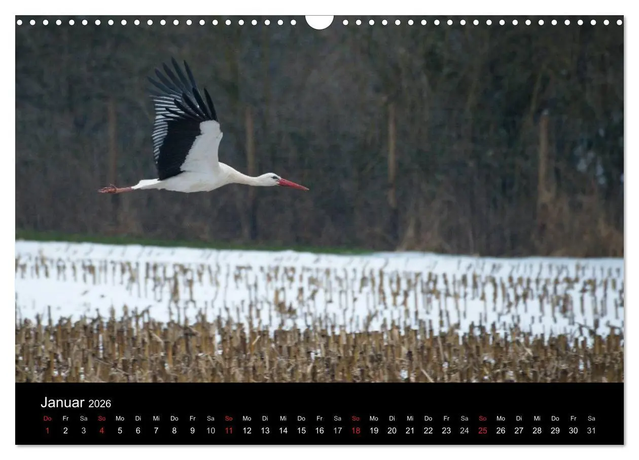 Bild: 9783457995082 | Ein Jahr bei den Störchen (Wandkalender 2026 DIN A3 quer), CALVENDO...
