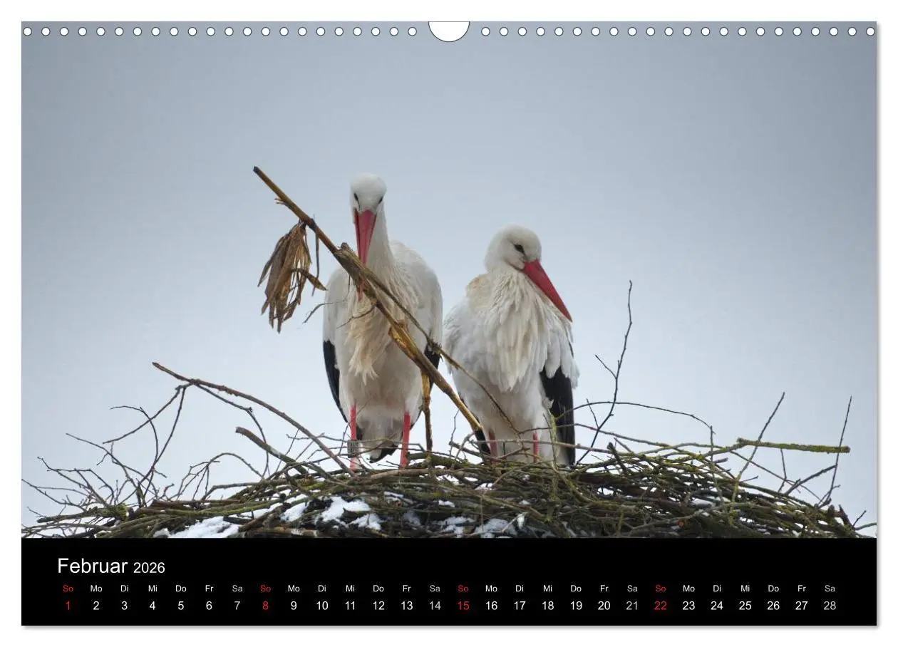 Bild: 9783457995082 | Ein Jahr bei den Störchen (Wandkalender 2026 DIN A3 quer), CALVENDO...