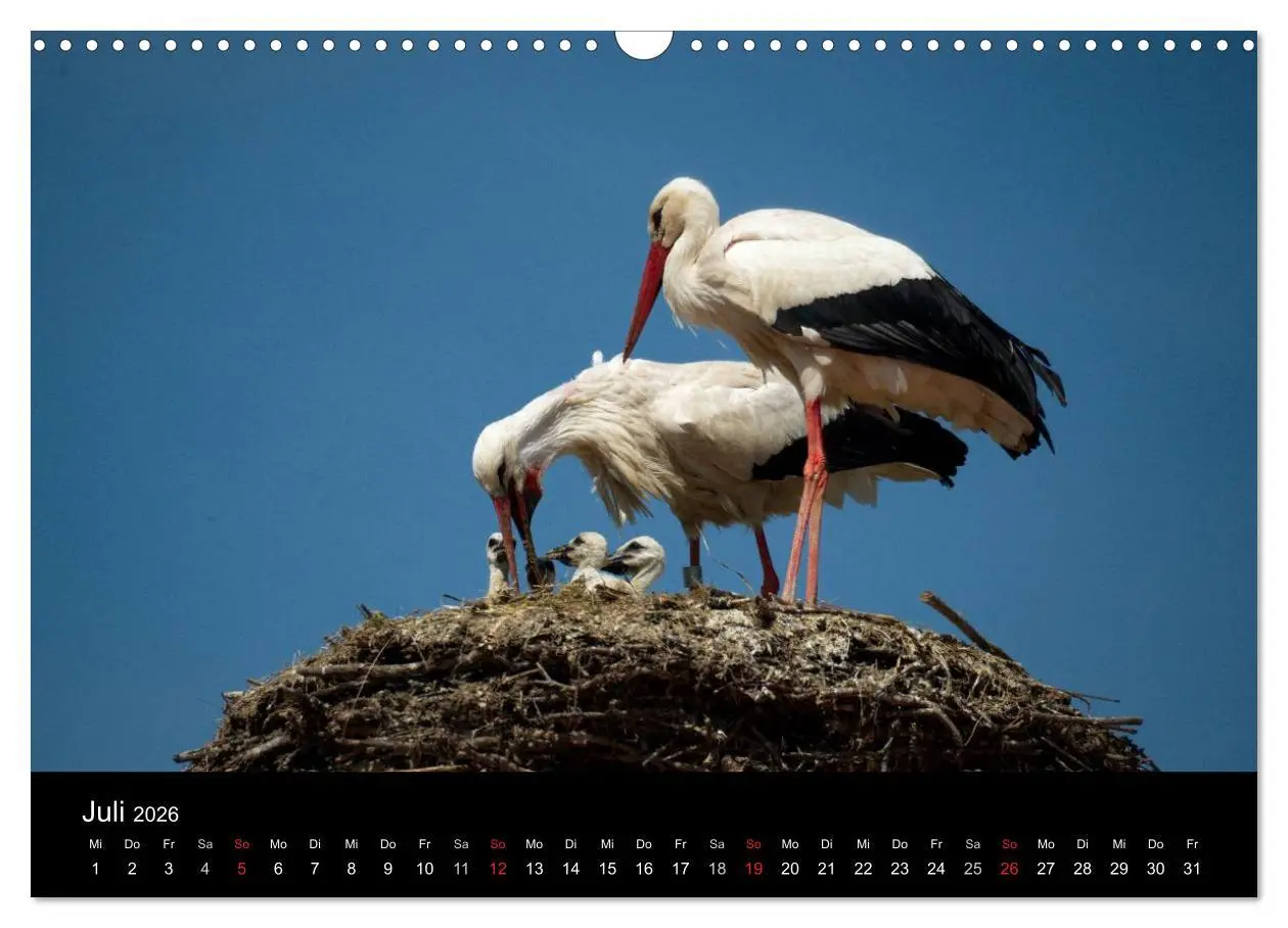 Bild: 9783457995082 | Ein Jahr bei den Störchen (Wandkalender 2026 DIN A3 quer), CALVENDO...