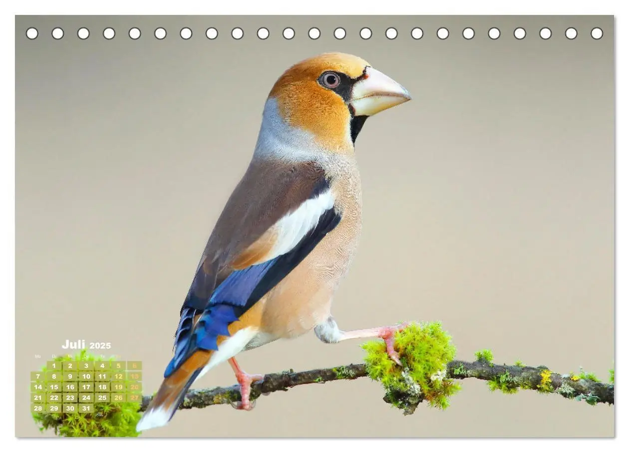 Bild: 9783383875182 | Amsel, Fink und Star: Heimische Vögel (Tischkalender 2025 DIN A5...
