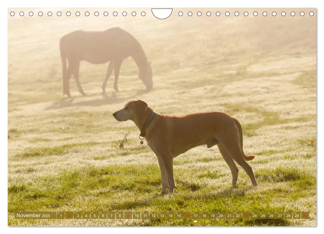 Bild: 9783435275182 | Pferd und Hund - Vierbeinige Freunde (Wandkalender 2025 DIN A4...