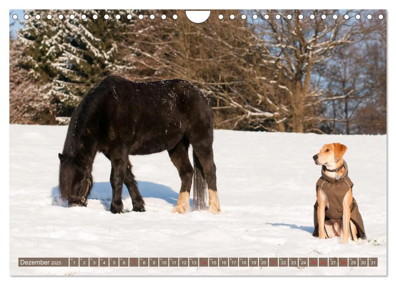 Bild: 9783435275182 | Pferd und Hund - Vierbeinige Freunde (Wandkalender 2025 DIN A4...