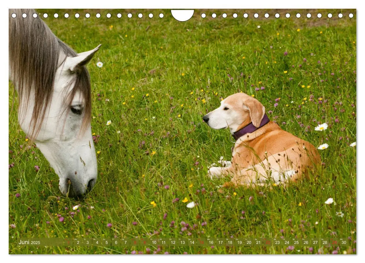 Bild: 9783435275182 | Pferd und Hund - Vierbeinige Freunde (Wandkalender 2025 DIN A4...