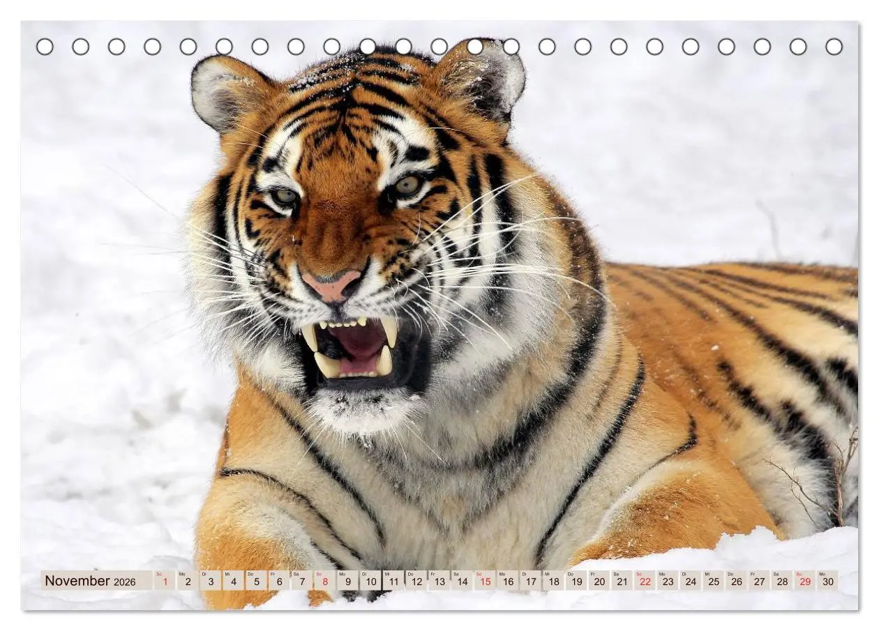 Bild: 9783516145182 | Tiger. Gestreift, wild u. schön (Tischkalender 2026 DIN A5 quer),...