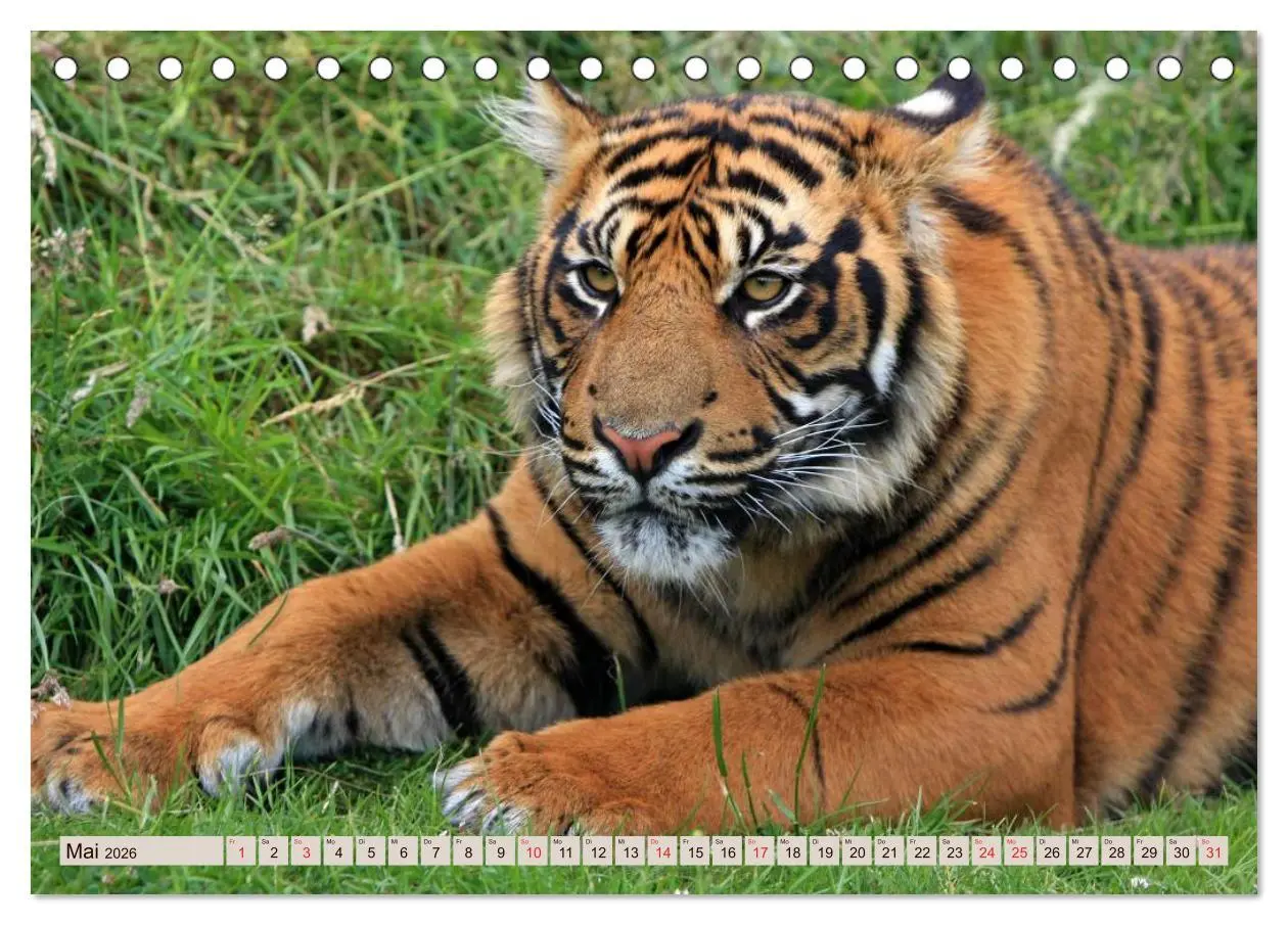 Bild: 9783516145182 | Tiger. Gestreift, wild u. schön (Tischkalender 2026 DIN A5 quer),...
