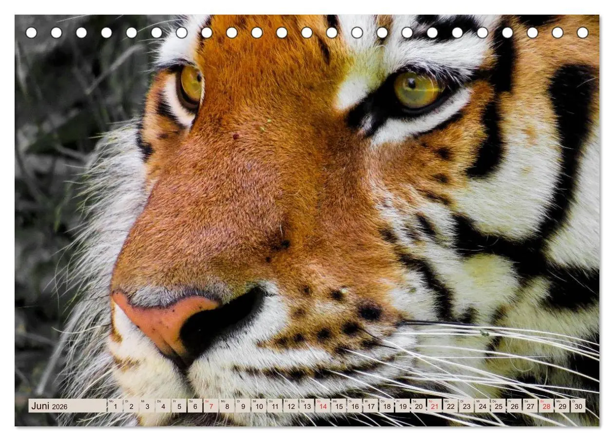 Bild: 9783516145182 | Tiger. Gestreift, wild u. schön (Tischkalender 2026 DIN A5 quer),...