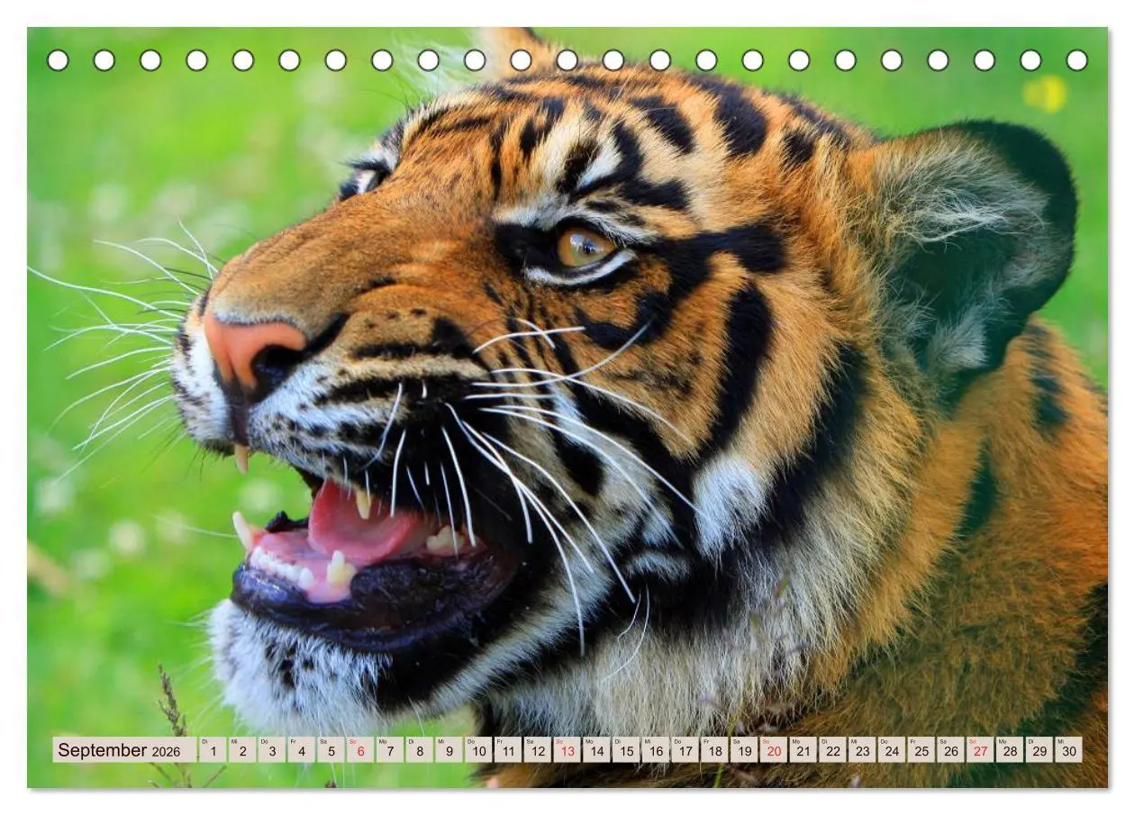 Bild: 9783516145182 | Tiger. Gestreift, wild u. schön (Tischkalender 2026 DIN A5 quer),...