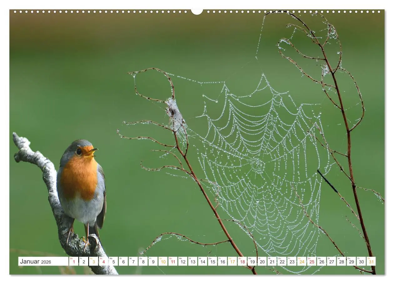 Bild: 9783457735282 | Das Rotkehlchen, ein Kleiner ganz Groß (Wandkalender 2026 DIN A2...