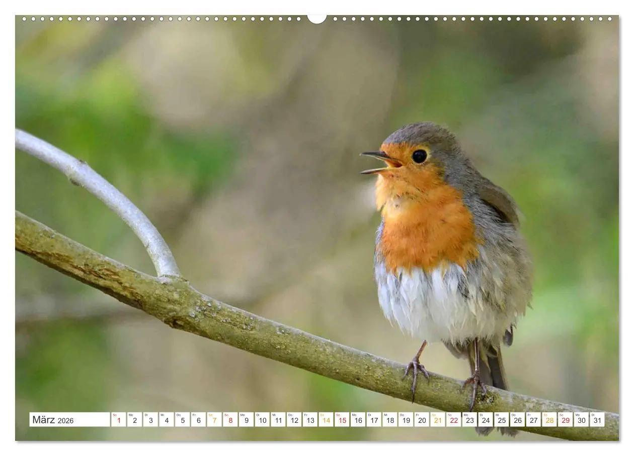 Bild: 9783457735282 | Das Rotkehlchen, ein Kleiner ganz Groß (Wandkalender 2026 DIN A2...