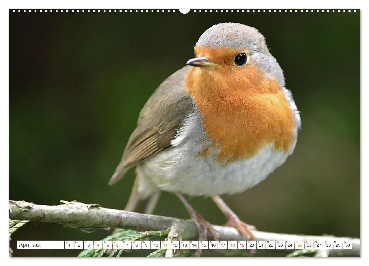 Bild: 9783457735282 | Das Rotkehlchen, ein Kleiner ganz Groß (Wandkalender 2026 DIN A2...
