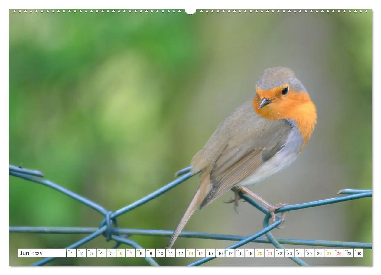 Bild: 9783457735282 | Das Rotkehlchen, ein Kleiner ganz Groß (Wandkalender 2026 DIN A2...