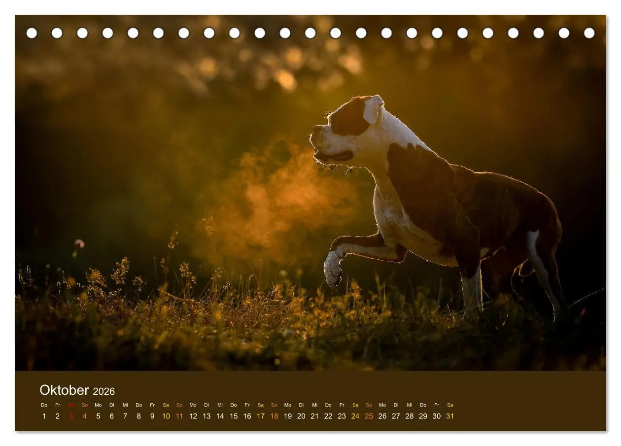 Bild: 9783457415382 | Der Boxer, der beste Hund der Welt (Tischkalender 2026 DIN A5...